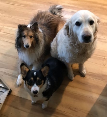 3 dogs, one small, one medium, and one large, looks up to the camera.