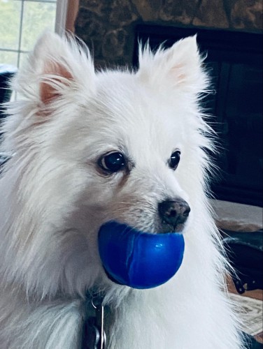 A small, white dog holds a blue toy ball in her mouth.
