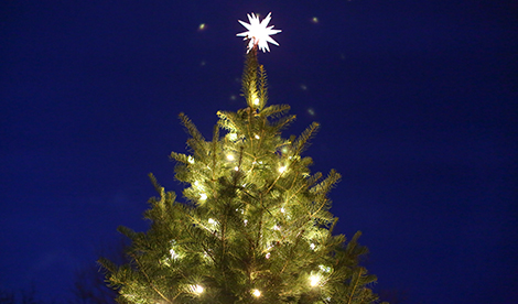 The top of an outdoor Christmas tree lit up with lights and a light at the point. The sky is dark blue behind it.
