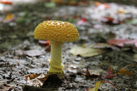 Au Sable Mushroom