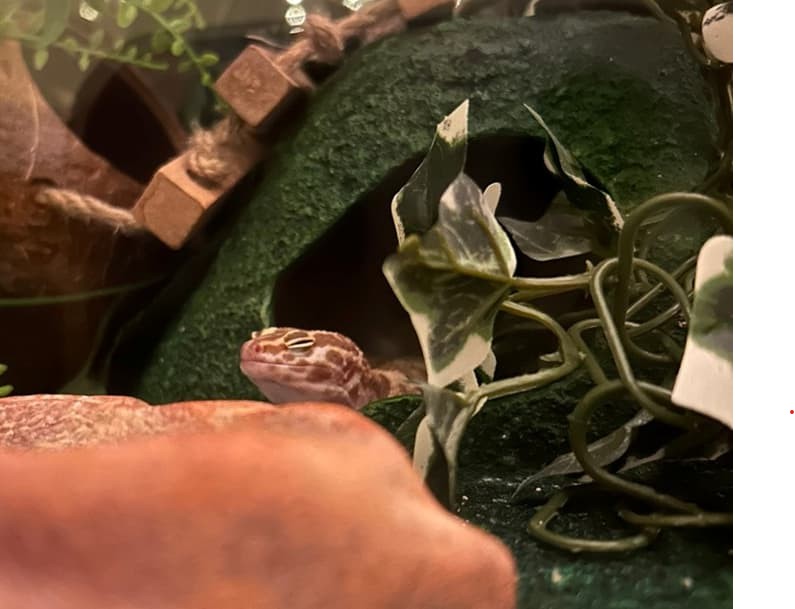 A student's leopard gecko