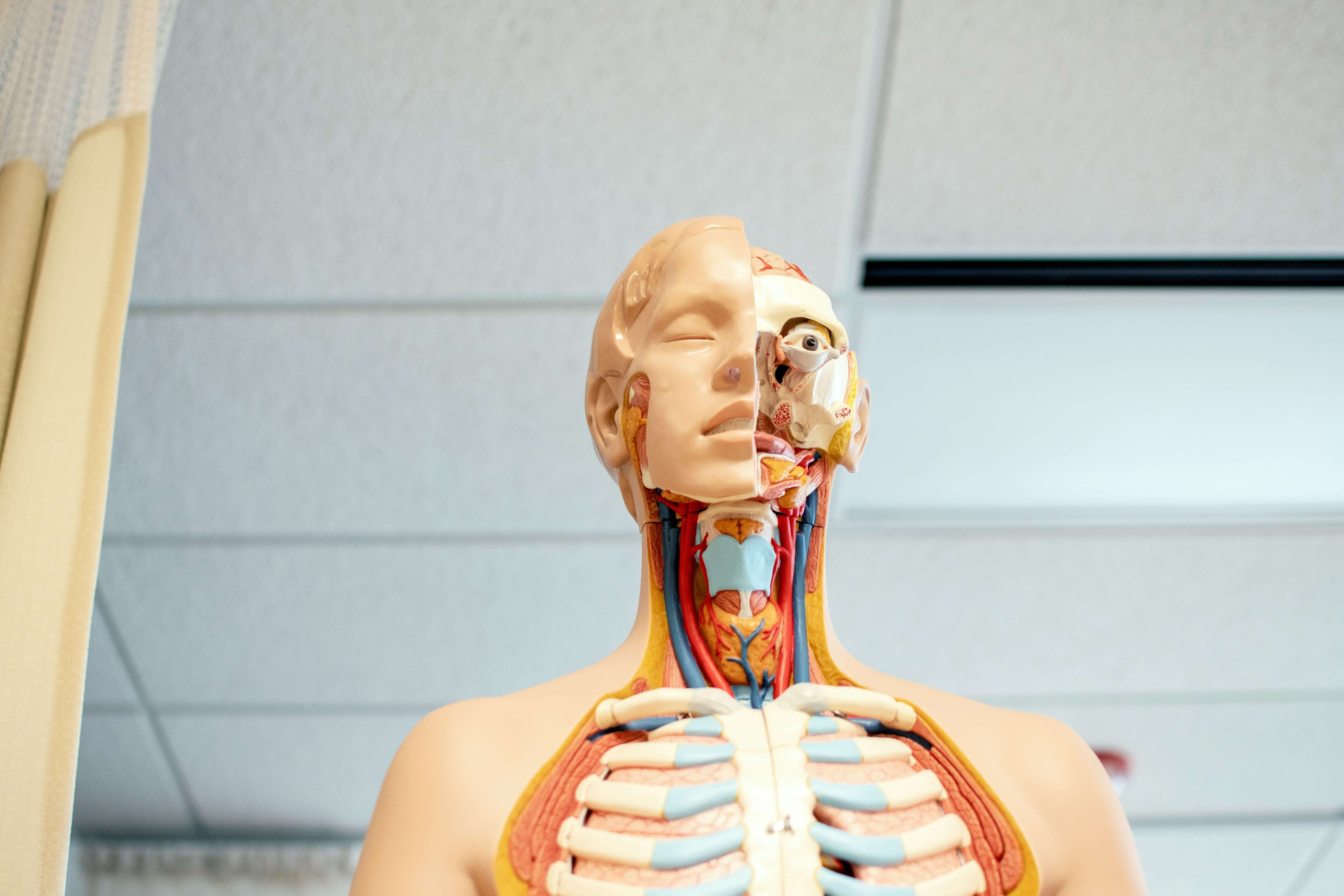 A medical anatomical model
